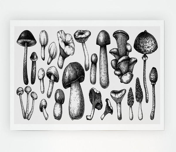 The Toadstool Collection Print Poster Wall Art