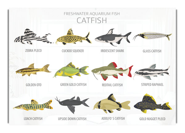 Catfish Chart