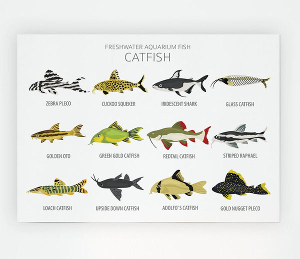 Catfish Chart Print Poster Wall Art