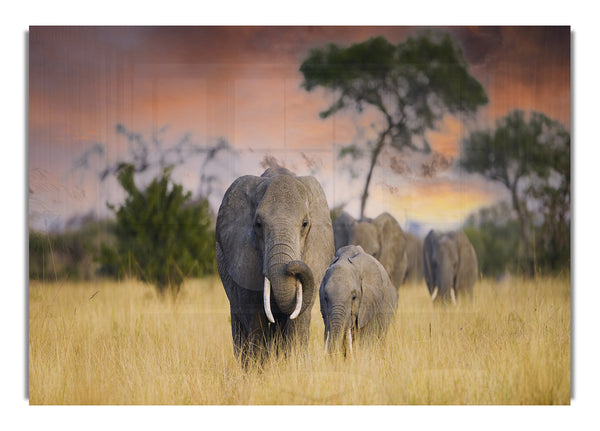 Elephants In Savannah