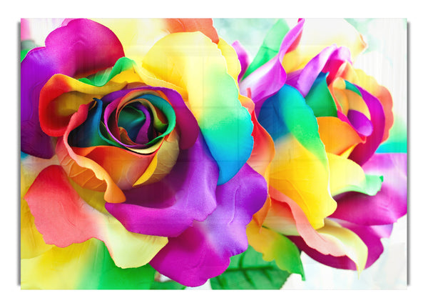 Multi Coloured Roses Close