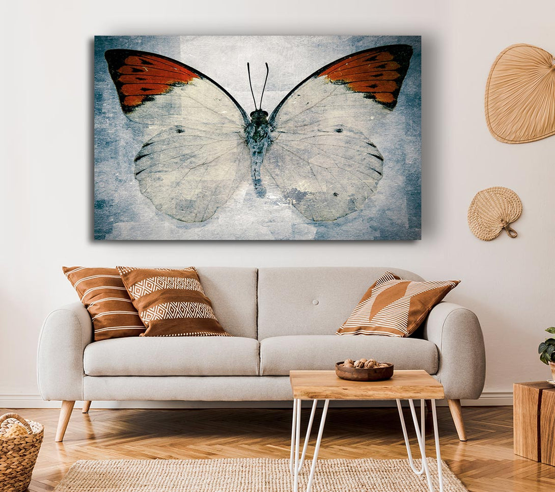 Picture of Orange Tipped Butterfly Canvas Print Wall Art