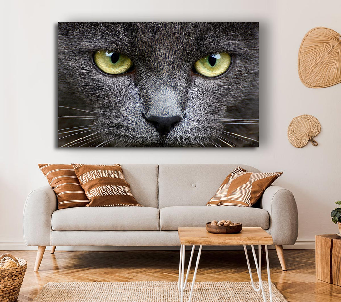 Picture of Smokey Grey Cat Canvas Print Wall Art