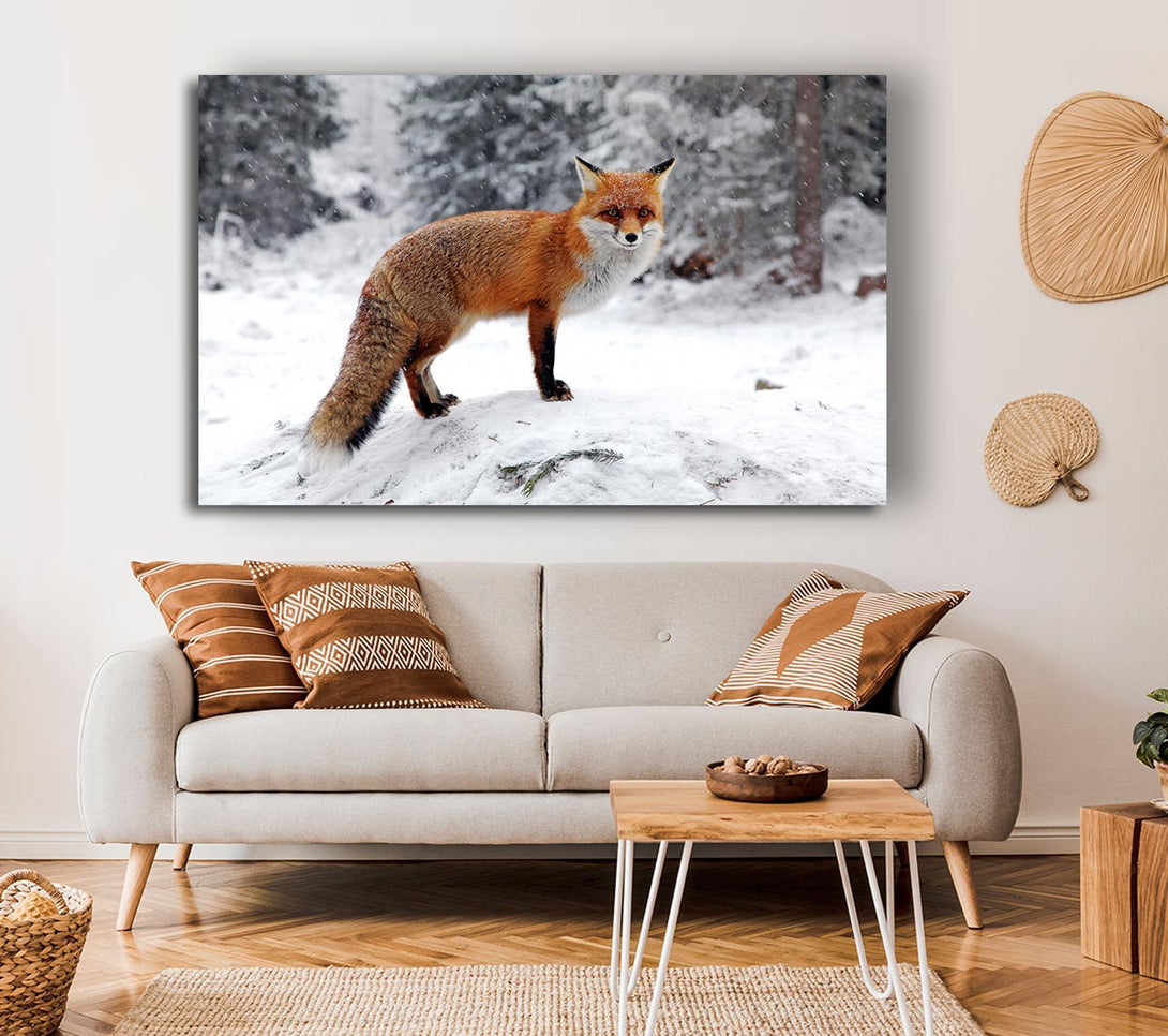 Picture of Snow Fox Canvas Print Wall Art