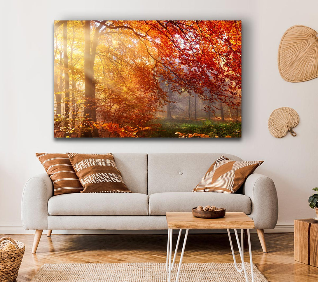 Picture of Autumn forest sunrays Canvas Print Wall Art