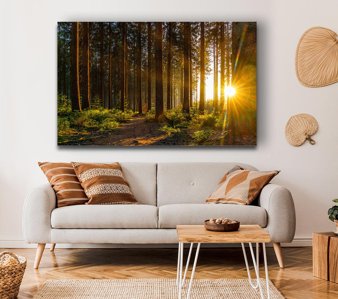 Picture of Sunrays forest spectrum Canvas Print Wall Art