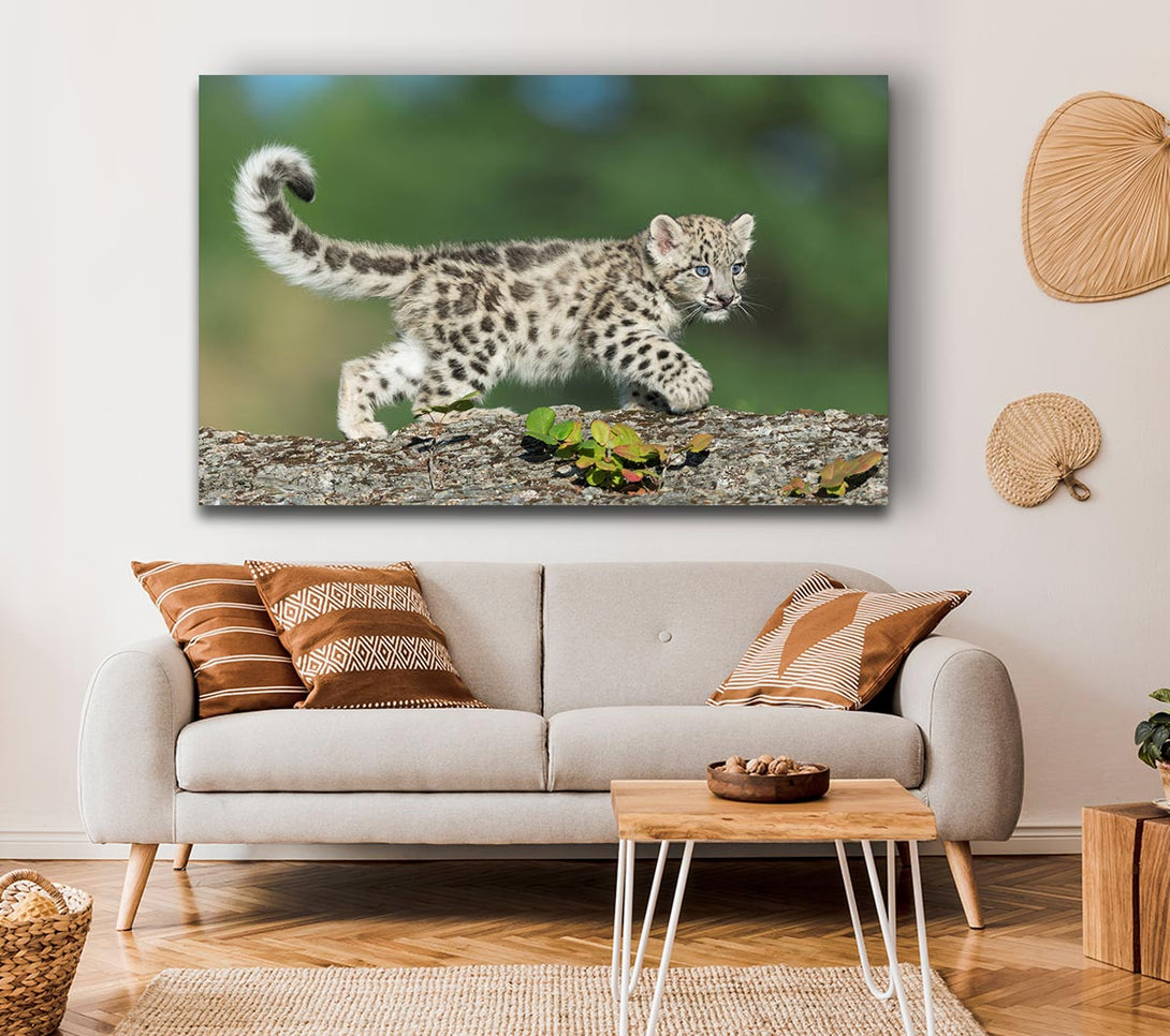 Picture of Leopard Cub walking a branch Canvas Print Wall Art