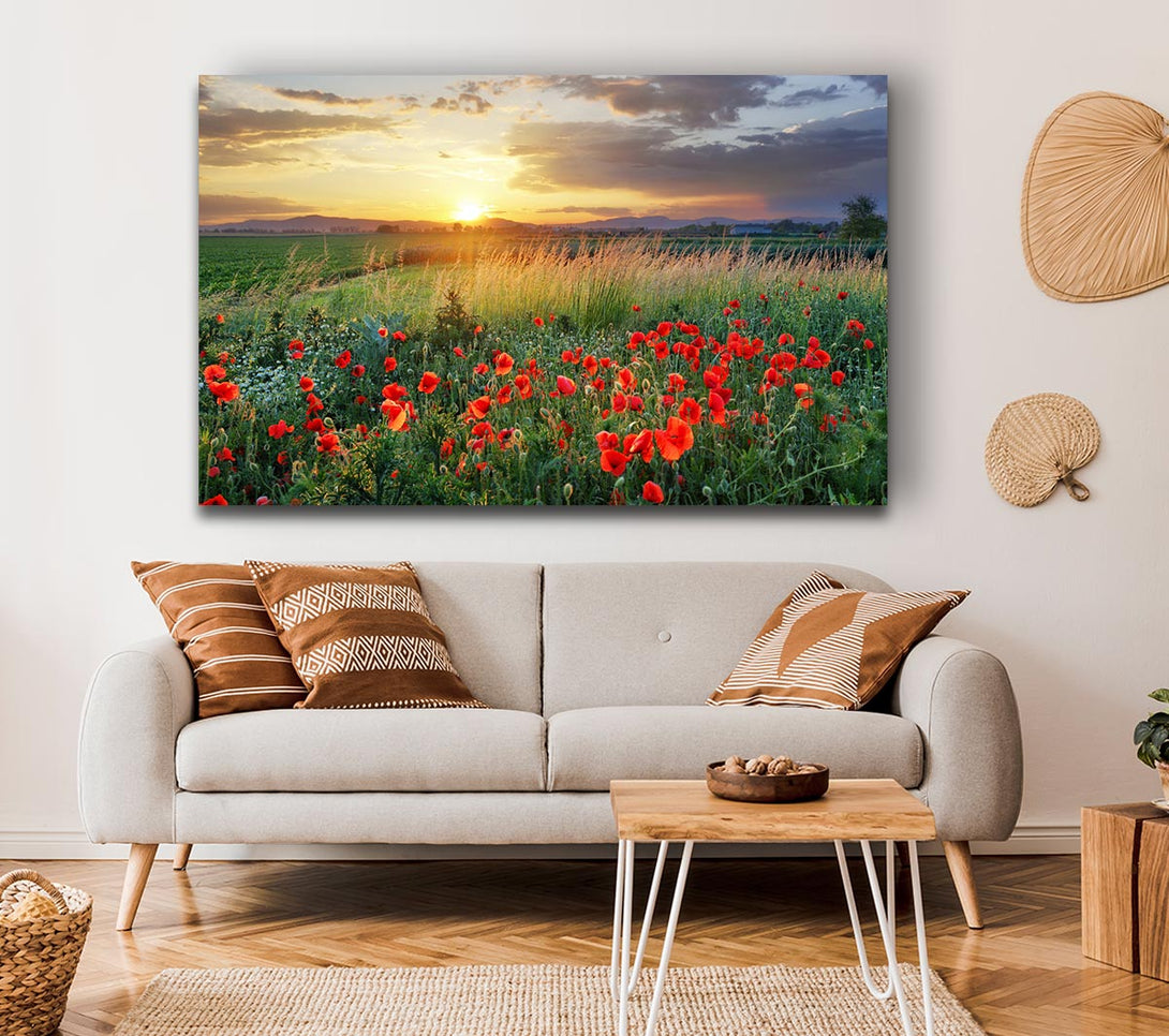 Picture of Red poppies in the green countryside Canvas Print Wall Art