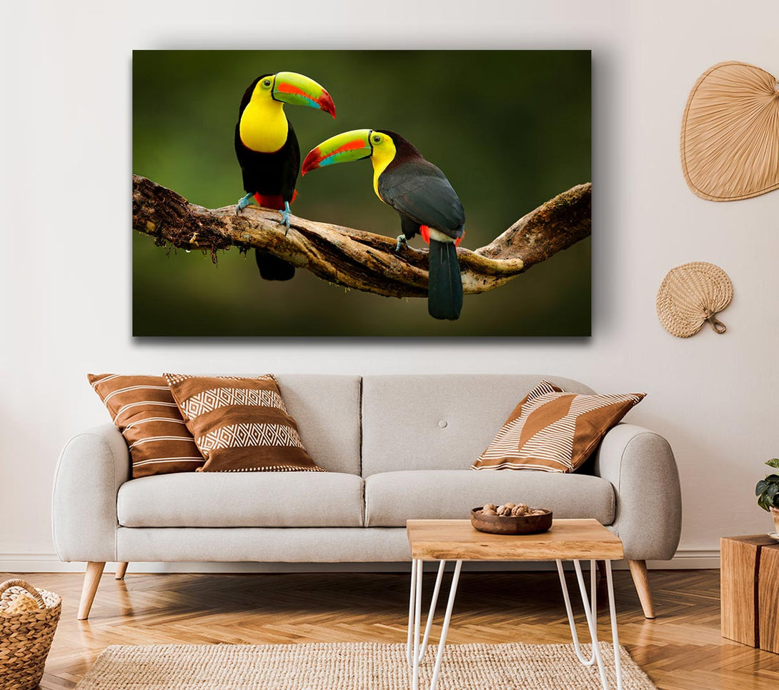 Picture of Two Toucans on branch Canvas Print Wall Art