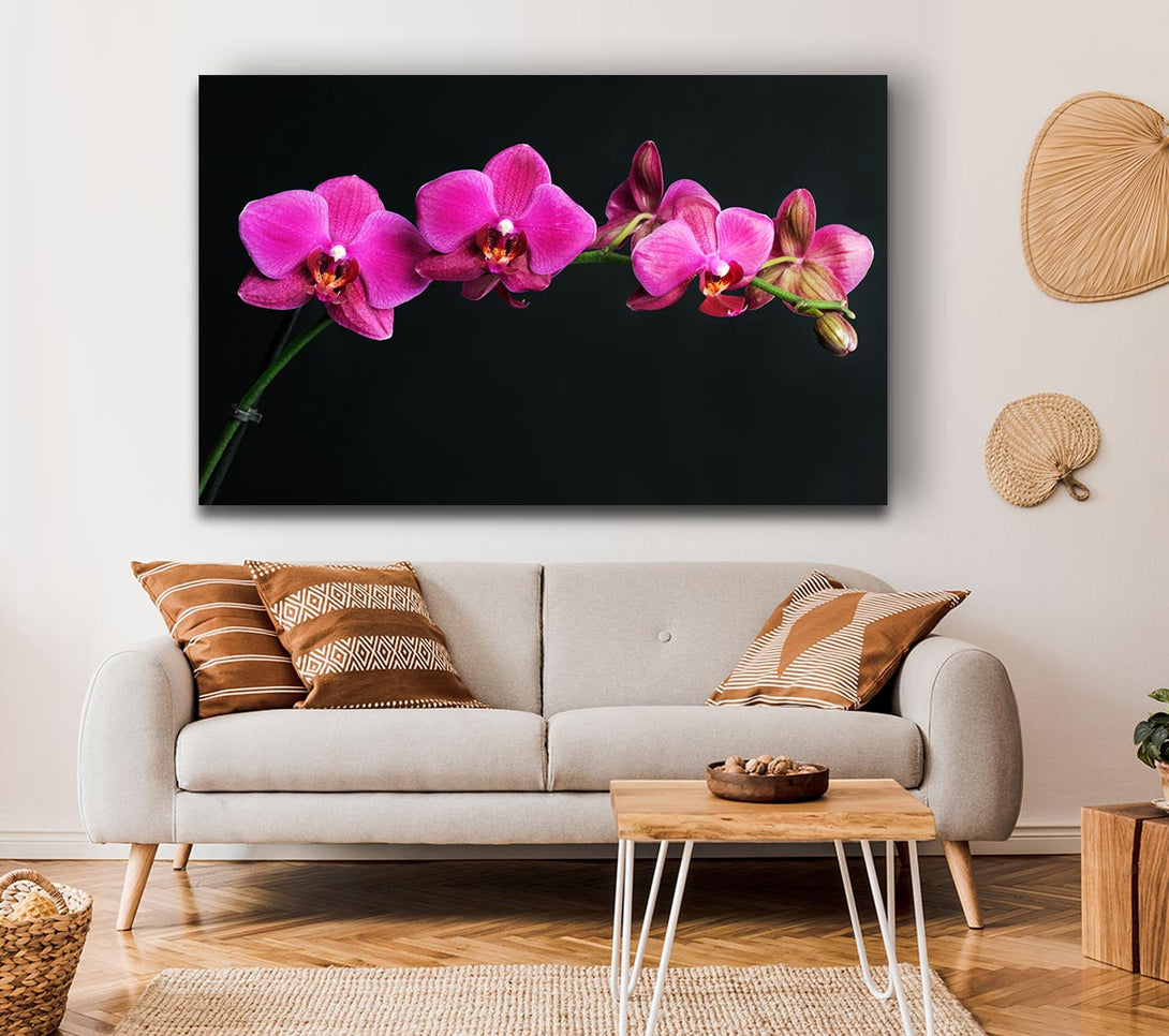 Picture of Pink Orchids Curve Canvas Print Wall Art