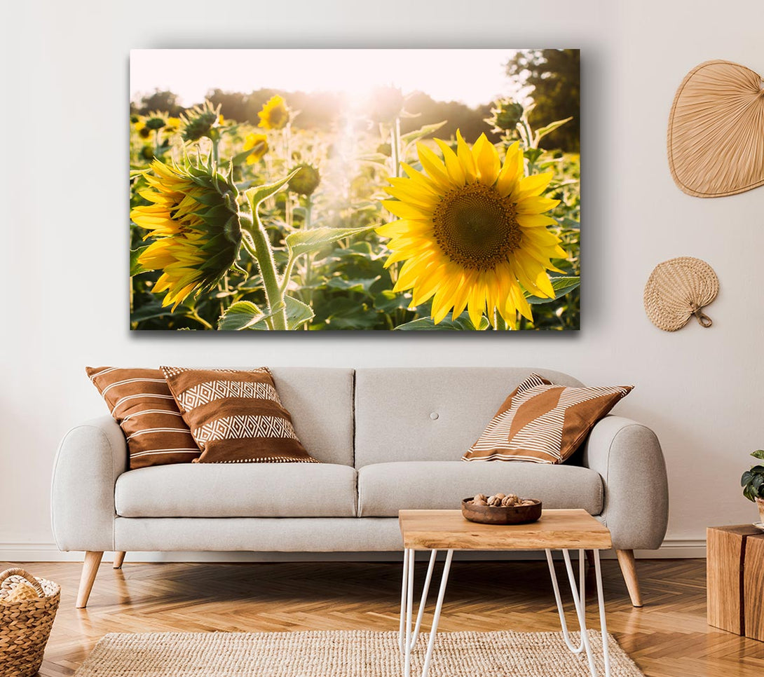 Picture of Sunflowers standing tall Canvas Print Wall Art