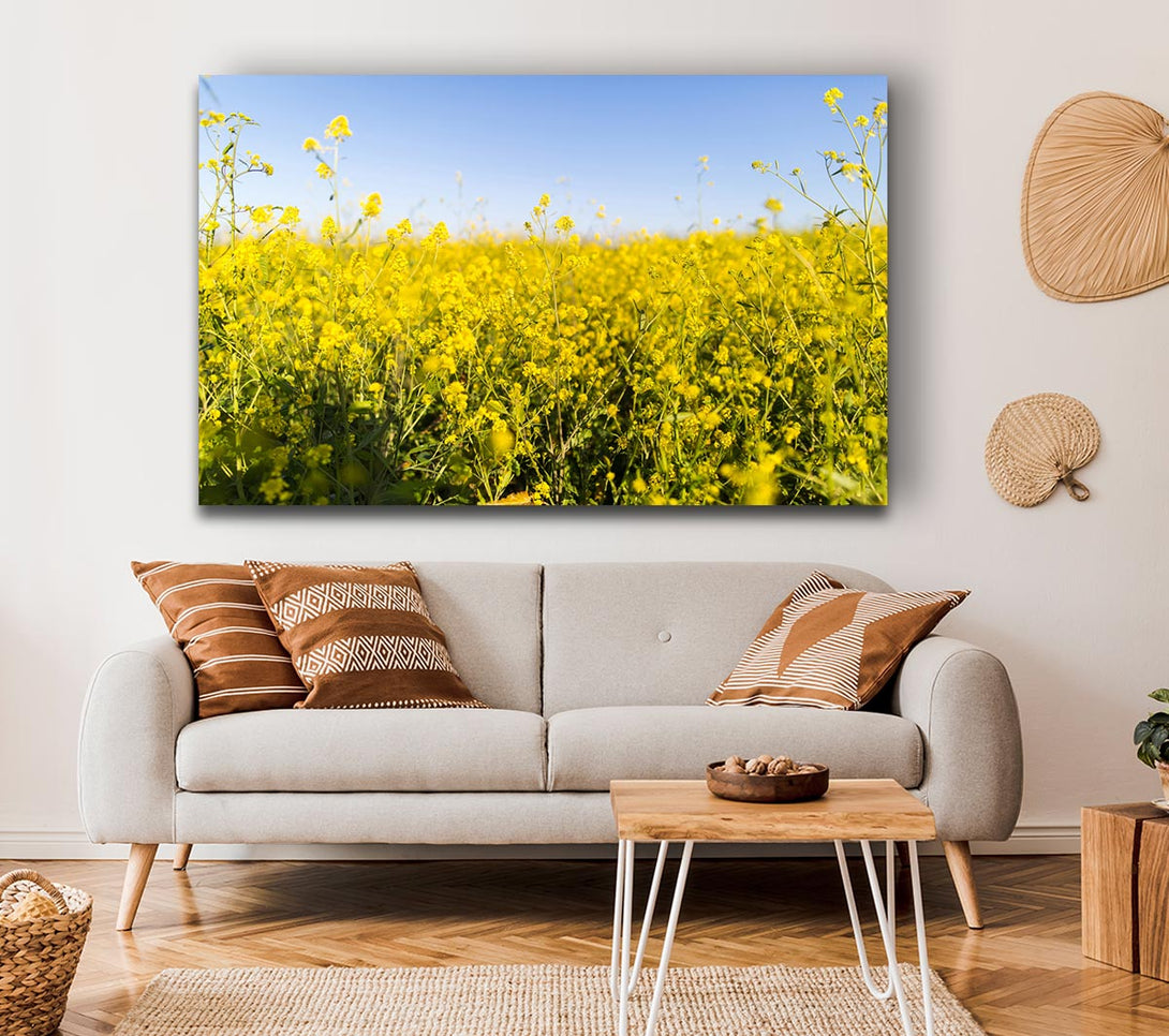 Picture of Summer harvest fields Canvas Print Wall Art