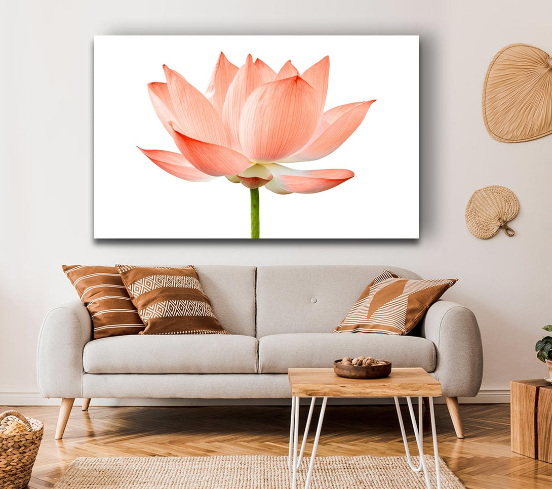 Picture of The Peach Flower Beauty Canvas Print Wall Art