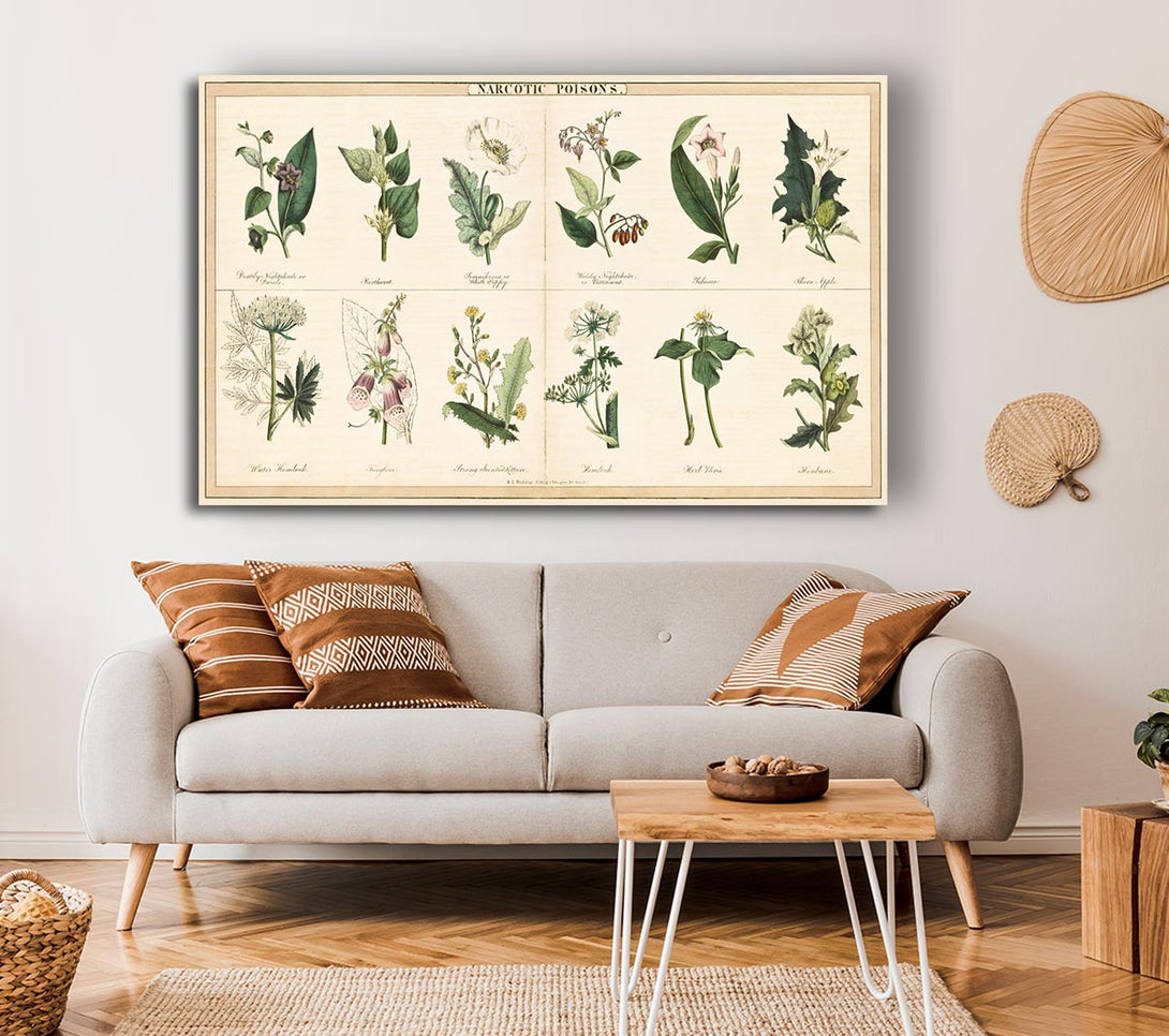 Picture of Flower Illustrations Canvas Print Wall Art