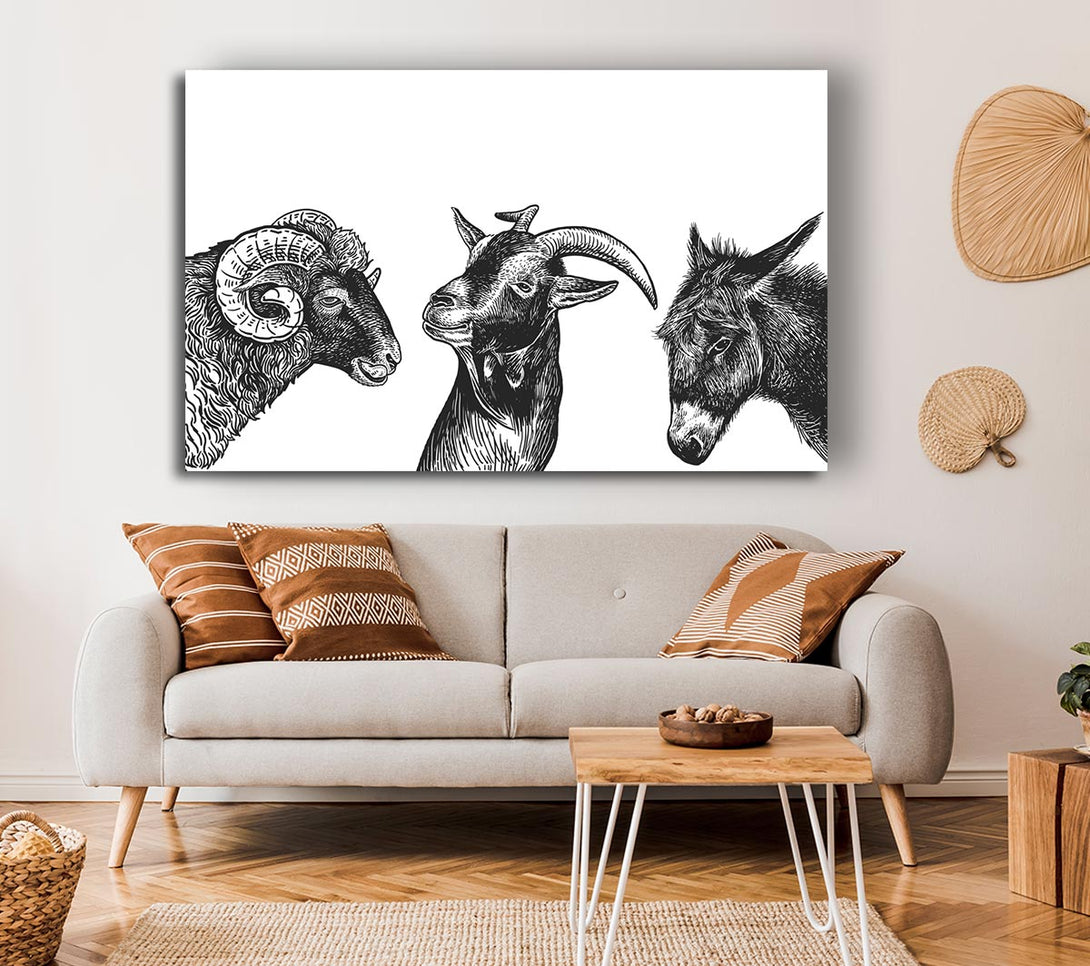 Picture of Goat Sheep Donkey Canvas Print Wall Art