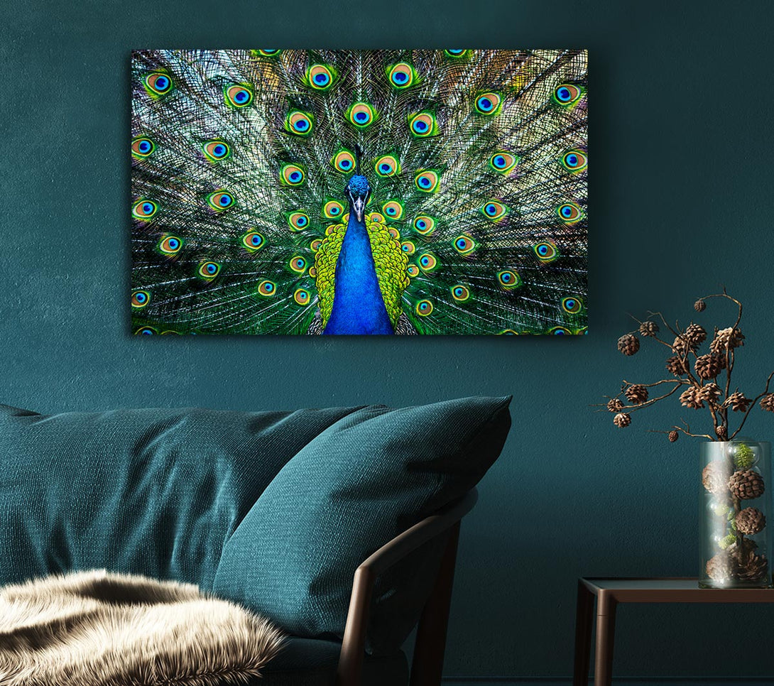 Picture of Peacock Plume Canvas Print Wall Art