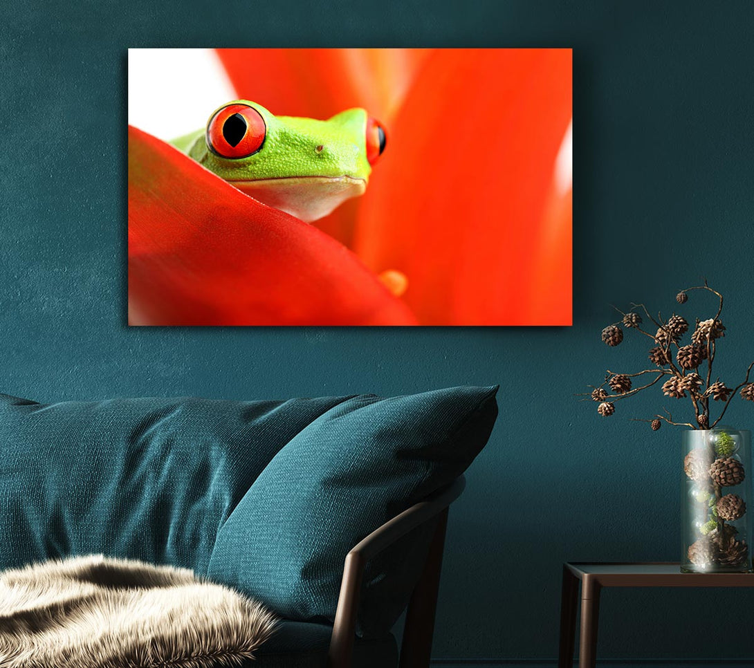 Picture of Red Leaf Frog Canvas Print Wall Art