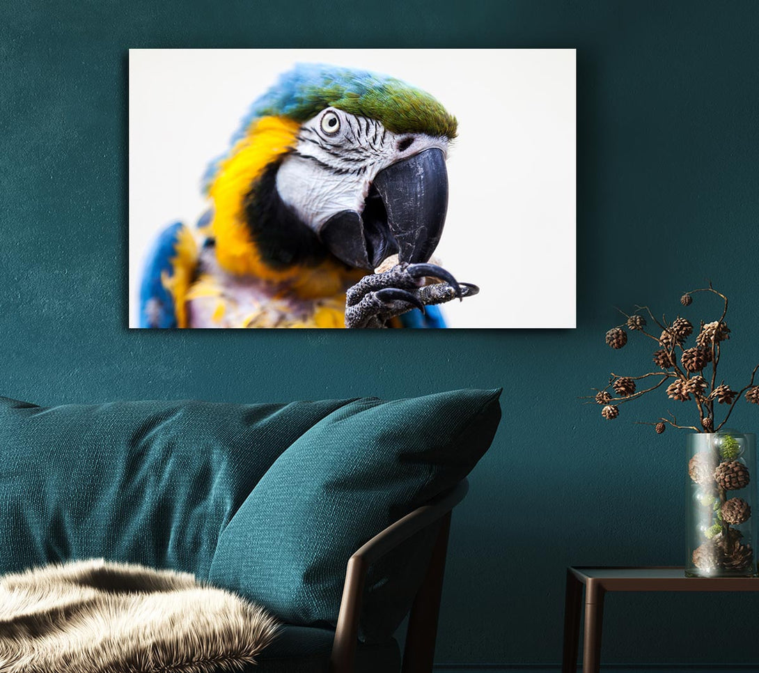 Picture of Parrot Care Canvas Print Wall Art