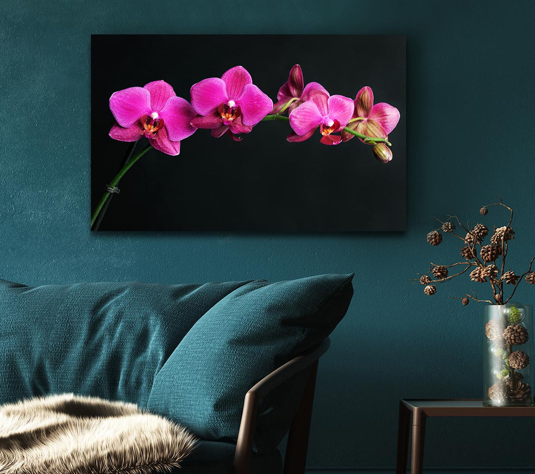 Picture of Pink Orchids Curve Canvas Print Wall Art