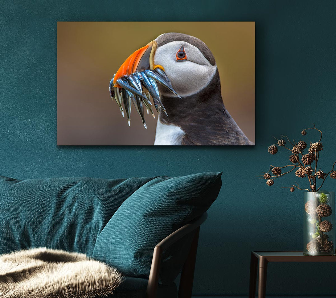 Picture of Puffin with a mouthall of fish Canvas Print Wall Art