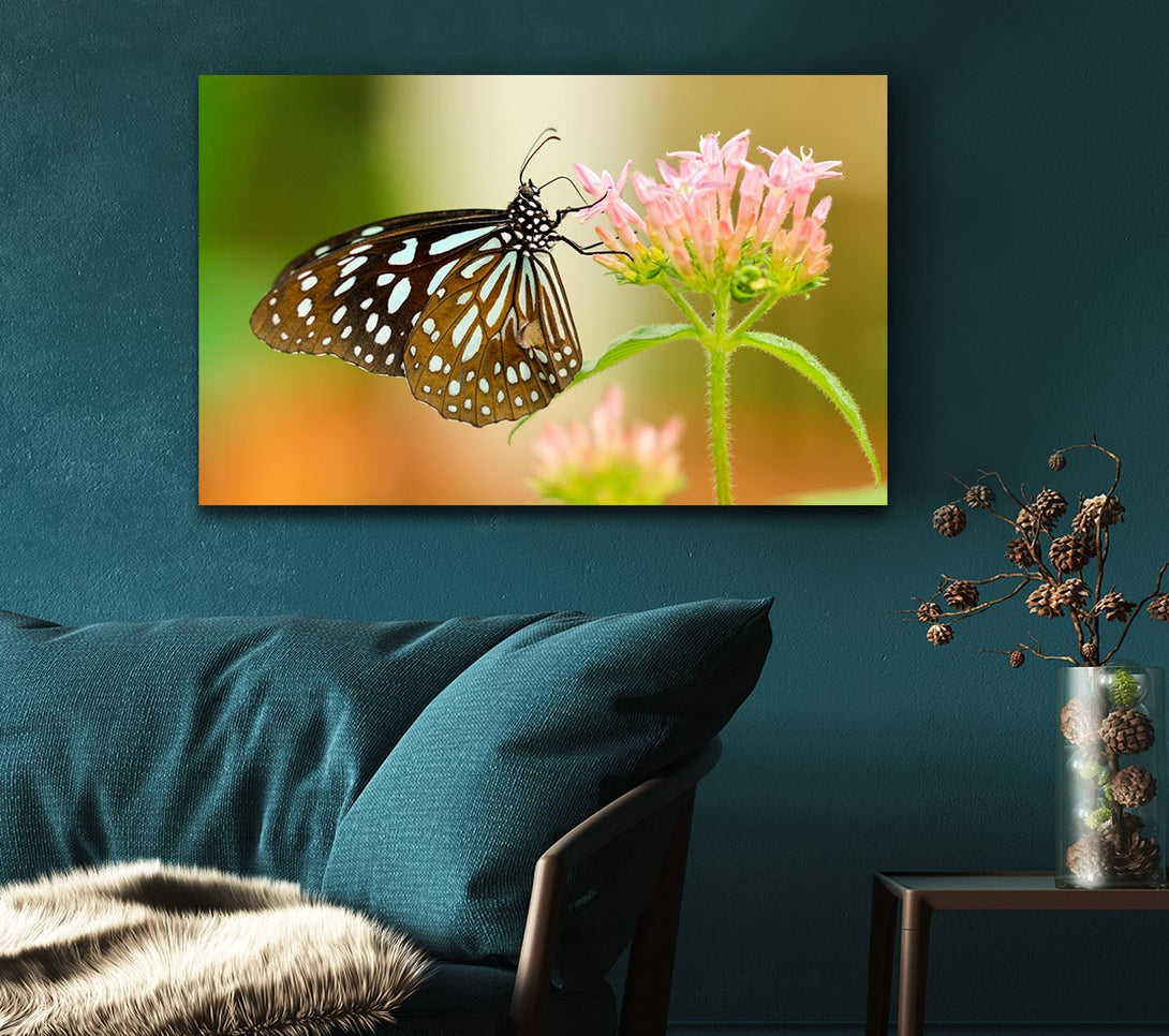 Picture of Butterfly feeding time Canvas Print Wall Art