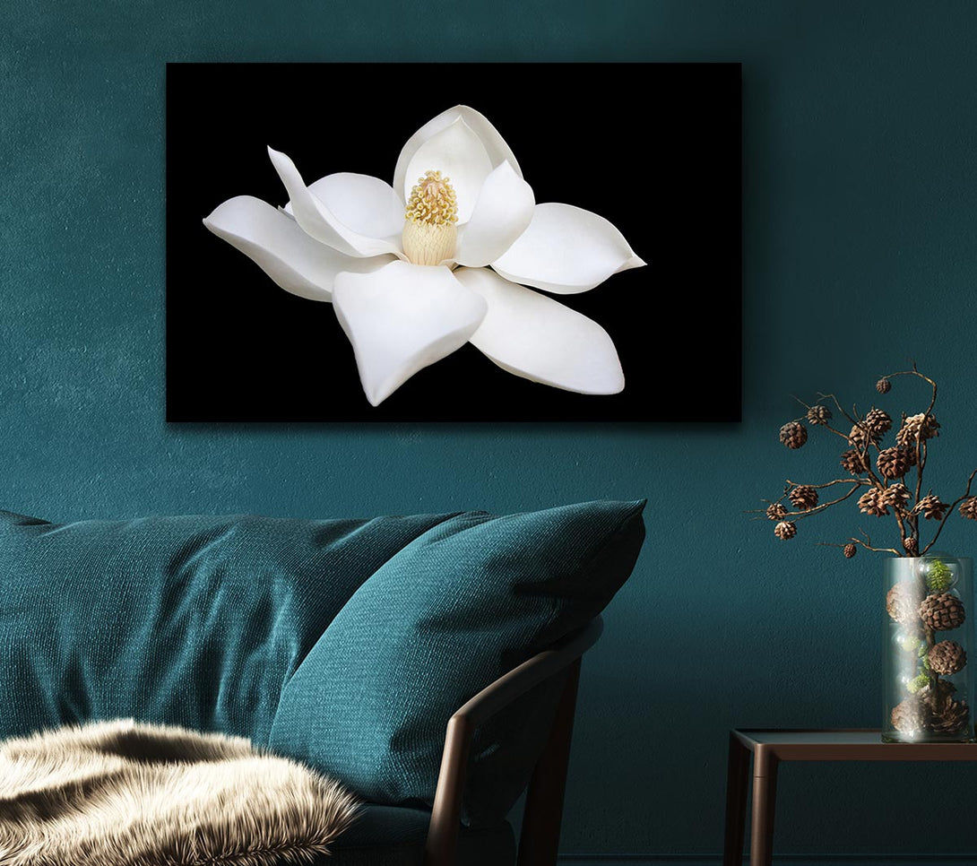 Picture of White flower on black delicate Canvas Print Wall Art