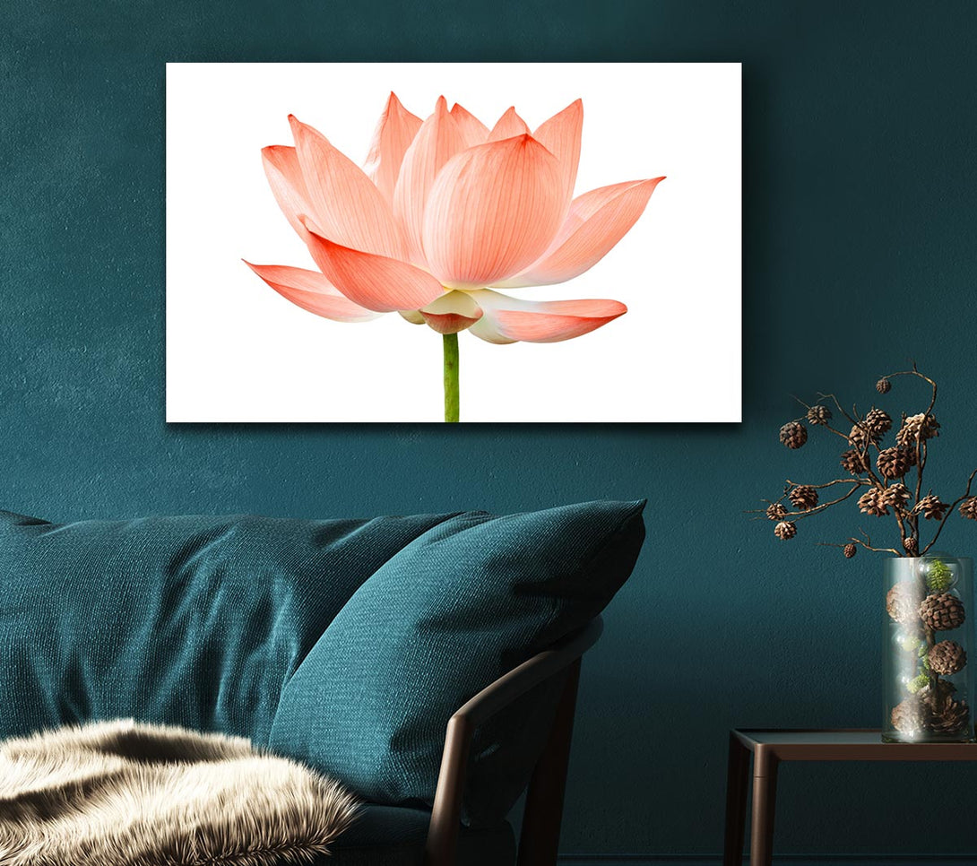 Picture of The Peach Flower Beauty Canvas Print Wall Art