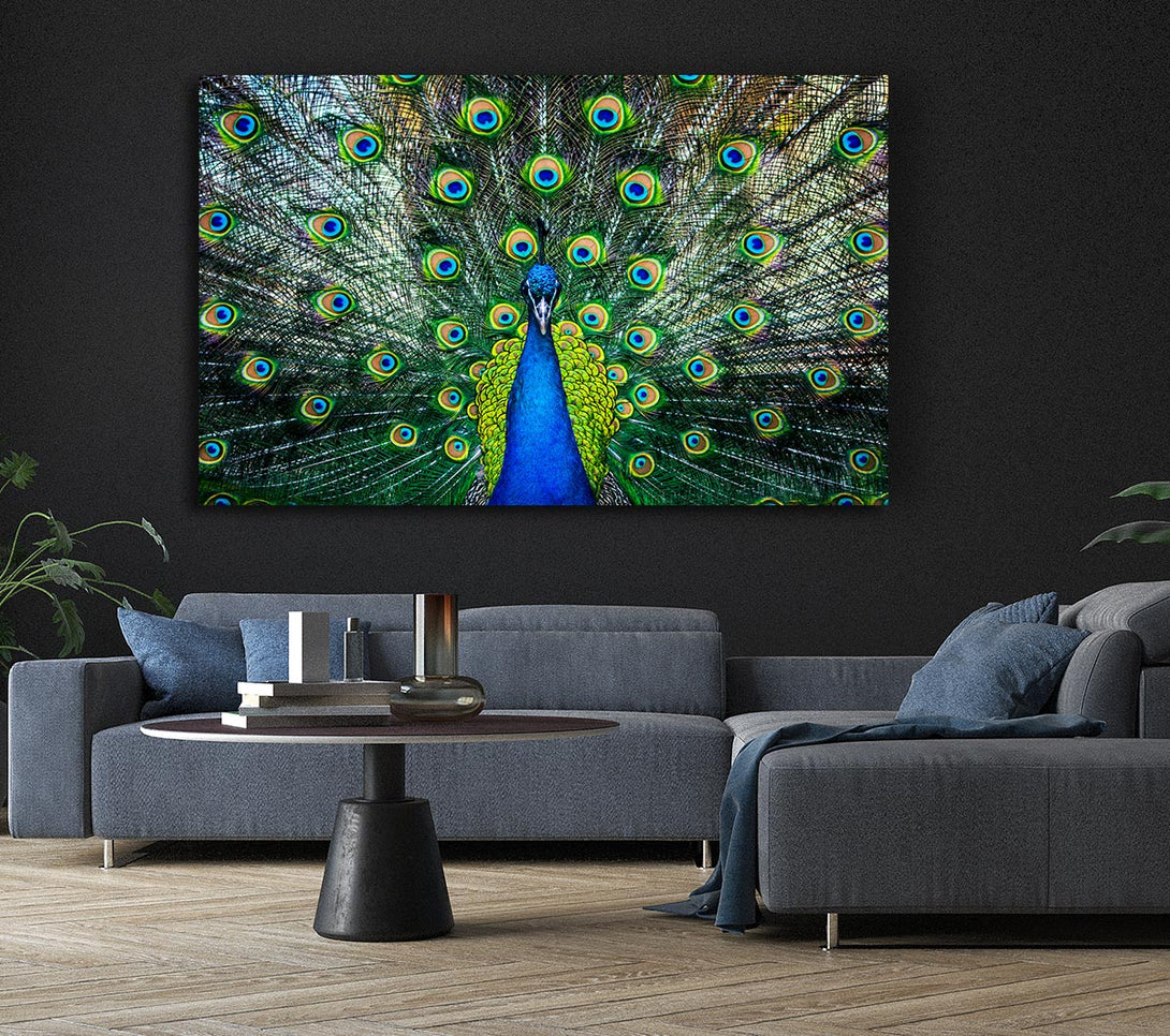 Picture of Peacock Plume Canvas Print Wall Art