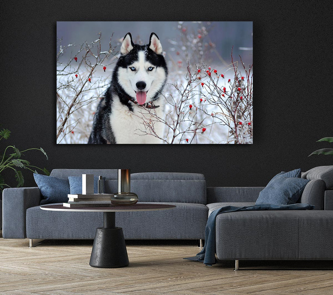 Picture of Husky Dog In The Winter Canvas Print Wall Art