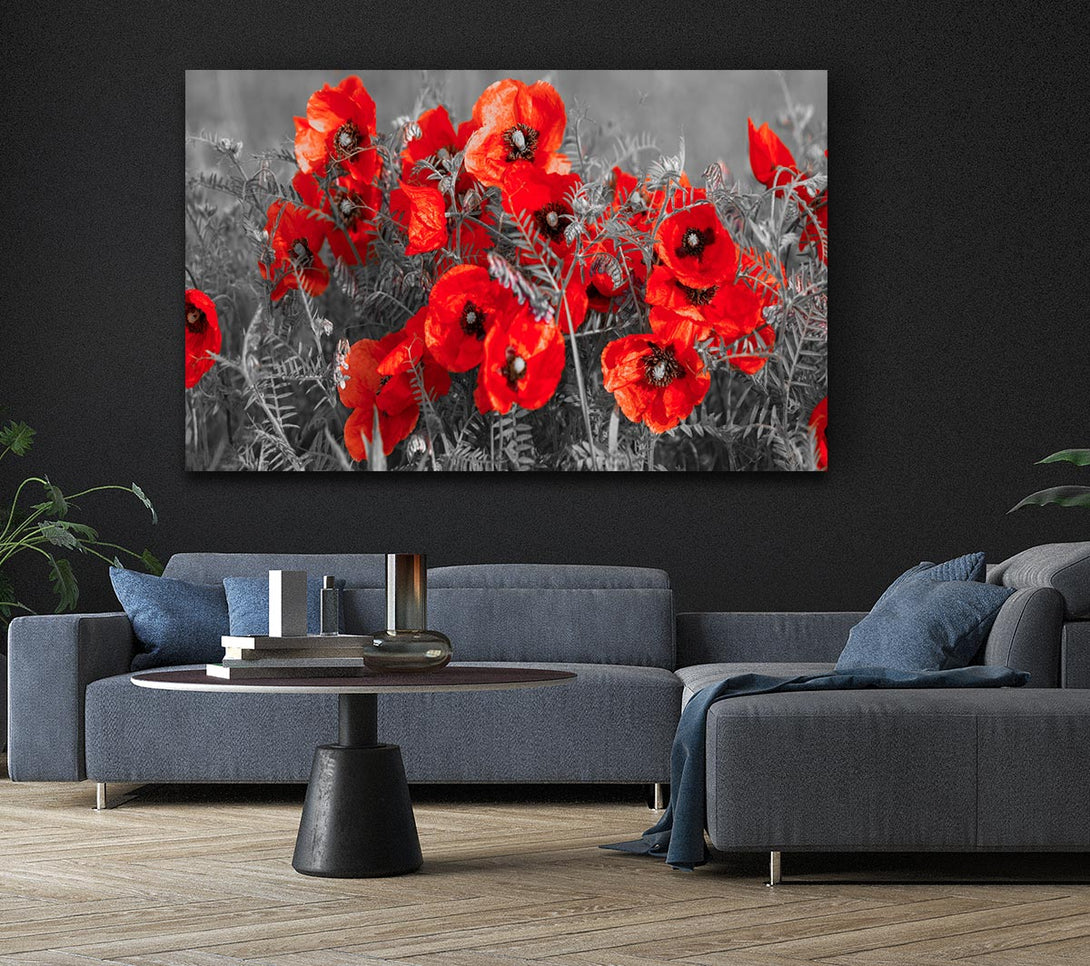 Picture of Red poppy closeup Canvas Print Wall Art