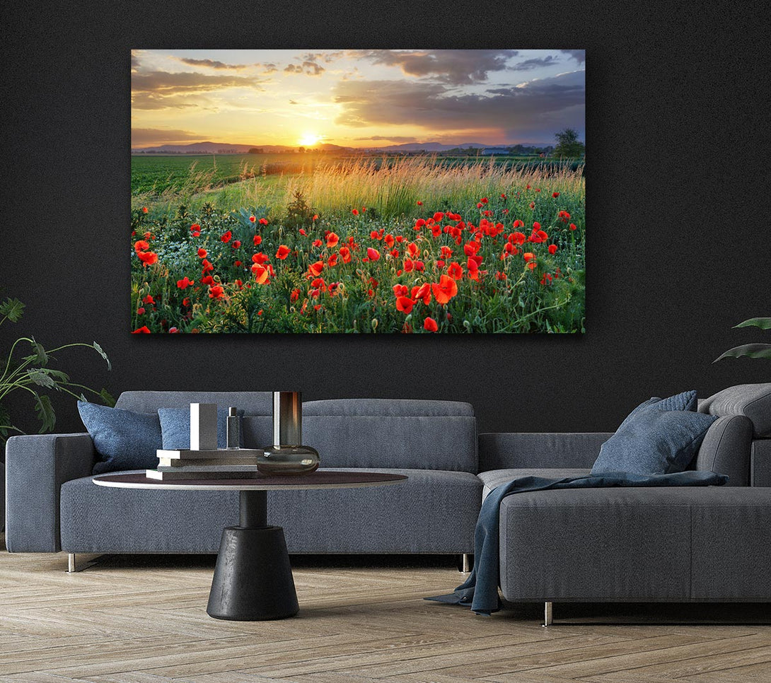 Picture of Red poppies in the green countryside Canvas Print Wall Art