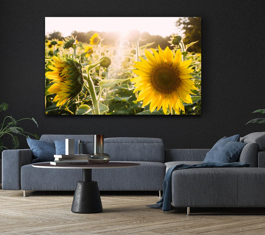 Picture of Sunflowers standing tall Canvas Print Wall Art