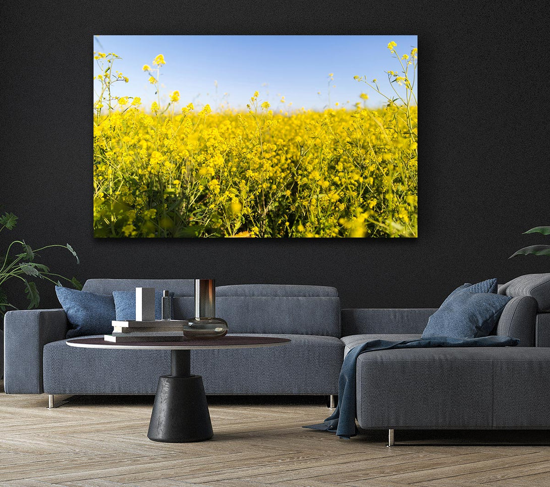 Picture of Summer harvest fields Canvas Print Wall Art