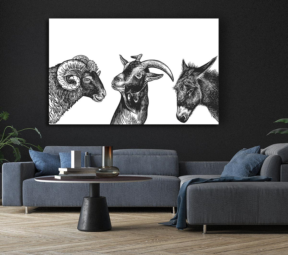 Picture of Goat Sheep Donkey Canvas Print Wall Art