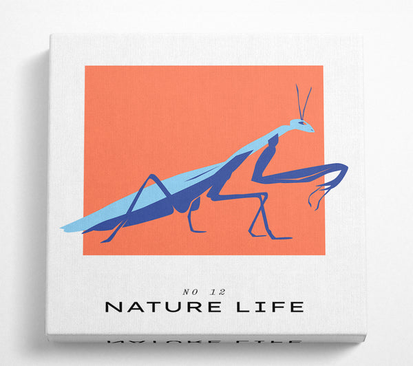 A Square Canvas Print Showing Praying Mantis Crawling Square Wall Art